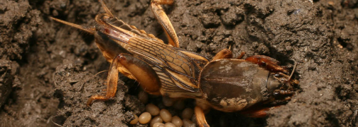 Медведка может уничтожить весь урожай