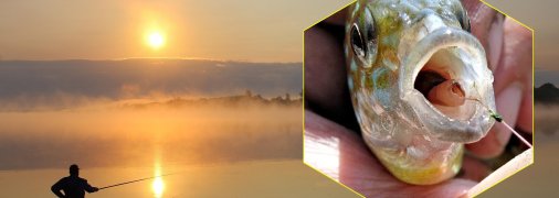 Солнечный окунь