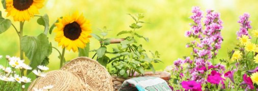 Лунный календарь садовода и огородника на август 2019 года