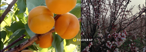 Киото - один из надежных сортов абрикосов