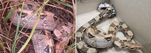 Пітона знайшли у лісі у Броварах