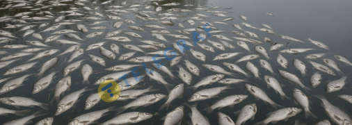 Мор риби, очима ШІ