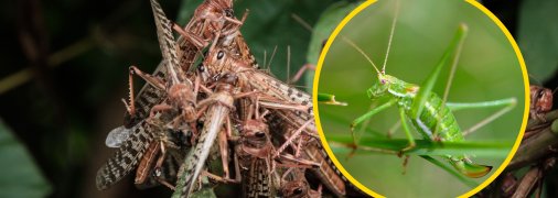 Є кілька ознак, які допоможуть відрізнити сарану від невинних коників-стрибунців