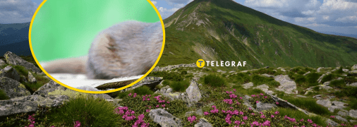 Заповідник у Карпатах