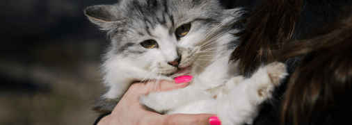 Пуша, вік — до трьох років