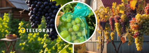 Виноград можна захистити від ос і мух бар’єрним способом