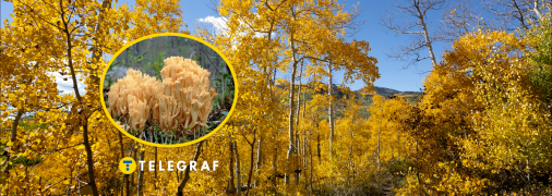 Гриб оленьи рожки