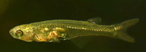 Одна з найменших риб у світі видає шум, сумірний з реактивним літаком: як це можливо