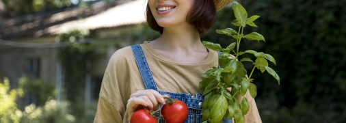 Помідори налилися, але не поспішають червоніти