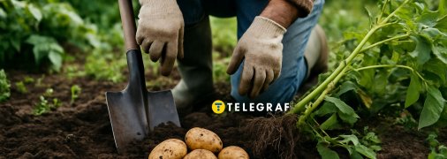 Своєчасне збирання картоплі у 2025 році