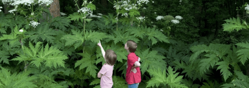 Борщівник може виростати вище за 3 метри