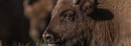 Збір коштів для порятунку тварин в Україні