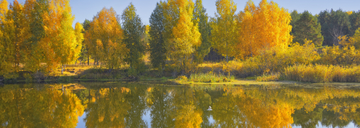 Золота осінь у бору