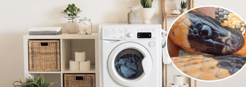 Холоднокровна гостя завітала до харків'ян