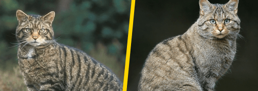 Лісовий кіт