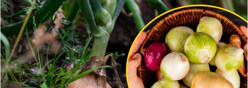 Чому у фермерів проблеми з цибулею