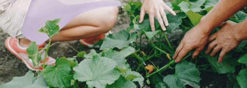 Чим поливати огірки, щоб не жовтіло листя