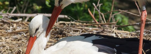 Белые аисты