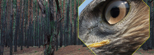 В лесах Киева можно найти редких хищных птиц