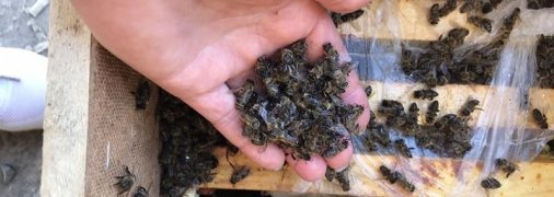 Скандал вокруг гибели миллиона пчел получил продолжение