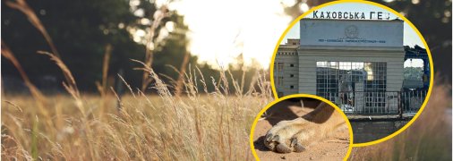 Українські степи населяє один хижак