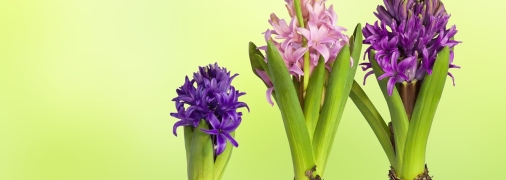 Встигніть восени висадити цибулинні