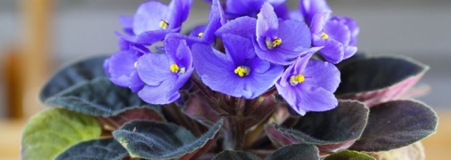 Фіалка є найбільш вдячною з кімнатних рослин