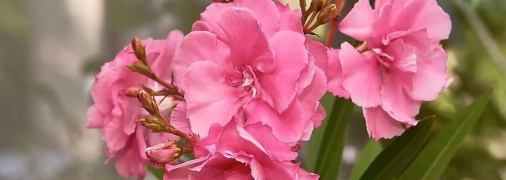 Які рослини отруйні