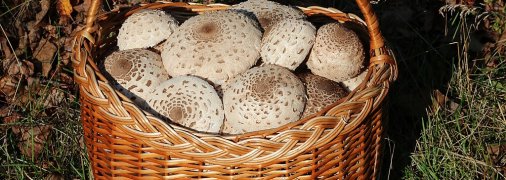 Зібрані на Вінниччині гриби у об'єктиві George Chernilevsky