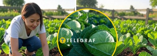 Кращі дати у травні для посадки розсади капусти в ґрунт