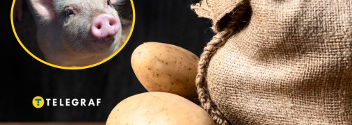 Чим не можна годувати свиней