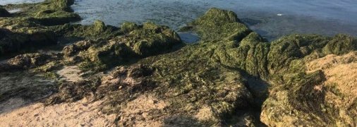 Бердянск атаковала новая напасть: в море невозможно нормально зайти (фото, видео)