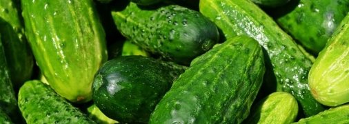 Способы сохранения огурцов в домашних условиях