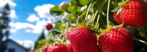 Гарний полив — гарантія хорошого врожаю