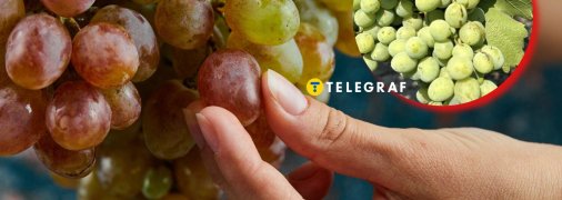 Виноград може страждати від трипса
