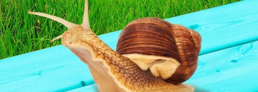 Следите, чтобы улитки не откладывали яйца у ваших растений