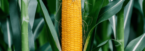 Кукуруза требует правильного ухода (изображение создано с помощью ИИ)