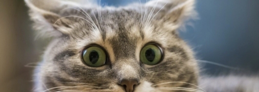 Неделя будет интересной для Водолеев и Рыб