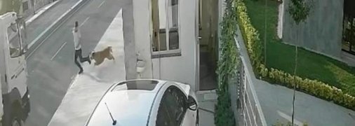 Отскочил от лающей собаки и влетел прямо под грузовик: момент жуткого ДТП с Стамбуле попал на видео