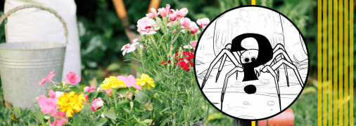 Павук сидів на асфальті