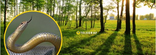 У Дніпрі побачили рідкісну рептилію