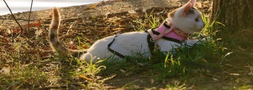 Фото: pixabay.com