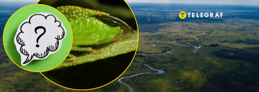 Необычное насекомое Украины