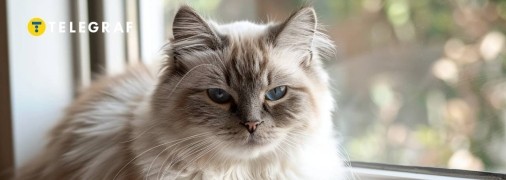 Таємнича душа кішки (фото створене з допомогою ШІ)