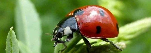 Одесские пляжи усеяны тельцами миллионов божьих коровок (фото, видео)