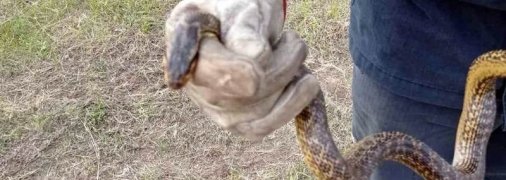 "Однажды нам сообщили, что женщина нашла змею на 7 этаже в квартире": кто спасает от змей в городе?