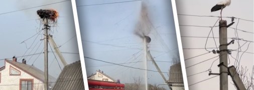 Гніздо лелеки було зруйновано