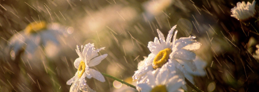 Посухи на серпень синоптики не обіцяють