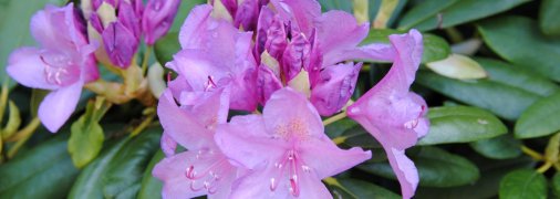 Великі квіти відрізняються сильним ароматом