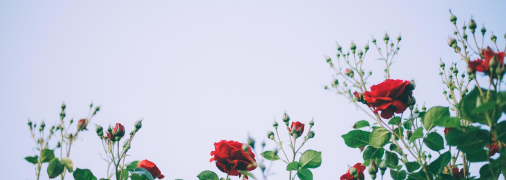 Какая роза всегда в цвету, не болеет и не страдает от насекомых?